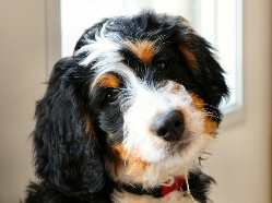 bernese mountain dog mixed with poodle