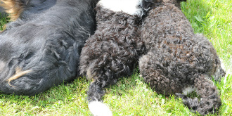 Bernedoodle clearance curly coat