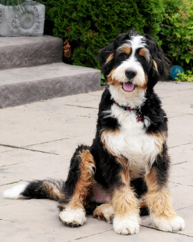 Bernedoodle tri sale color