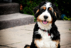 swiss kennels bernedoodles