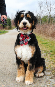 large bernedoodle puppies for sale