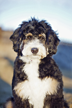 Tiny australian hot sale bernedoodle