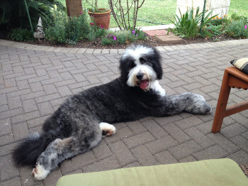 Trained bernedoodle 2024