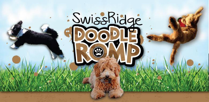 Swissridge goldendoodles best sale