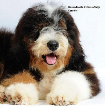 Mini teddy bear store bernedoodle