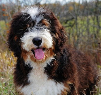 Mini teddy hot sale bear bernedoodle