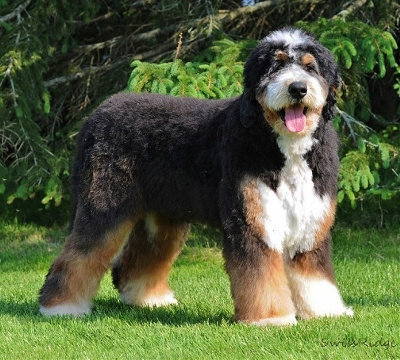 bernedoodle teddy bear