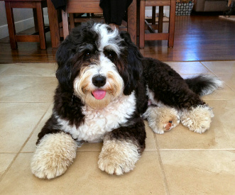 mini tricolor bernedoodle