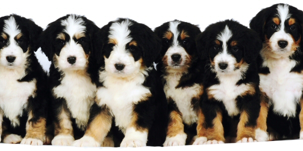 45 Best Pictures Great Bernese Puppies For Sale Ohio - New Akc Puppies Puppies Dogs Bernese Mountain Dog