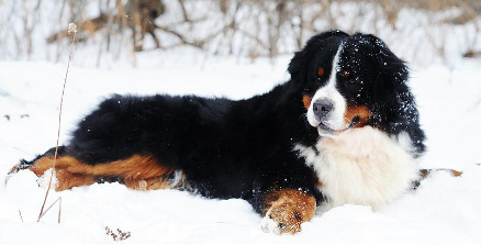 bernese mountain dog mixed with poodle