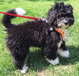 Black store mini bernedoodle