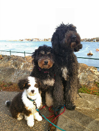 bernedoodle coat types