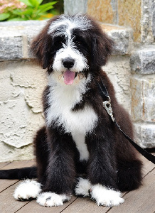 what is a standard bernedoodle