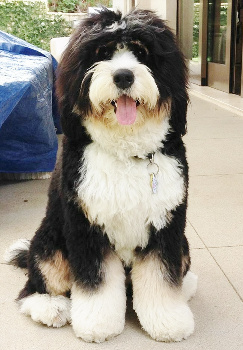 Mini best sale australian bernedoodle