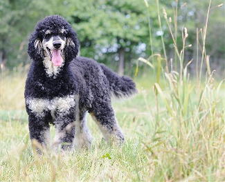 Bernese mountain dog and standard sales poodle mix